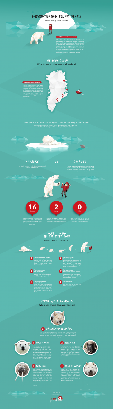Infographic - Encountering polar bear while hiking in Greenland - by Visit Greenland