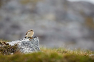 Bird Resting on Rock, Nuuk. Photo - Peter Lindstrom , Visit Greenland